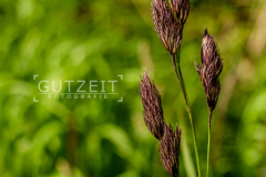 Bäume und Pflanzen