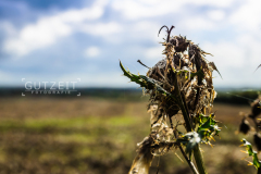 20150819-DSC_0382
