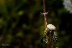 20160524-DSC_8214