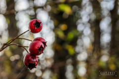 20151016-DSC_2134