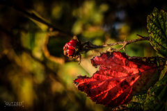 20161004-DSC_3220
