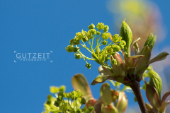 Blüten und Blumen