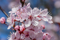 20150419-_DSC0534