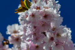 20150422-_DSC0933