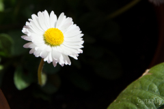 20150503-_DSC0643