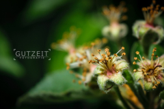 20150520-_DSC2146