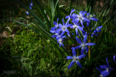 20170327-DSC_6460