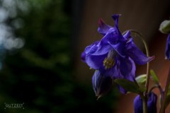 20170520-_DSC7454