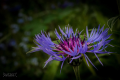 20170530-_DSC7895