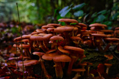 Glücksburger Wald