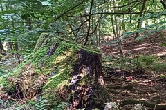 20240831_154757_Bildgroesse-aendern