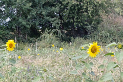 20240901_150554_Bildgroesse-aendern