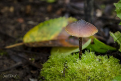 Pilze