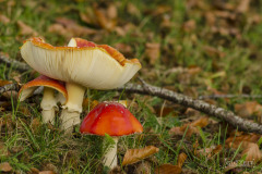 20191109-DSC_2756