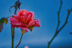 1_DSC_3689
