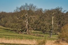 DSC_4339