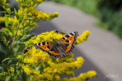Schmetterlinge-Insekten