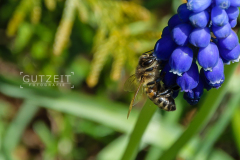 20150420-_DSC0681