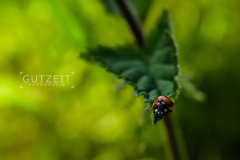 20150625-DSC_3513
