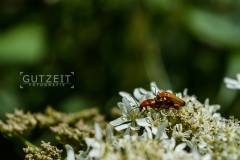 20150723-DSC_2117