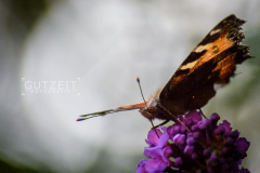 20150803-DSC_2405