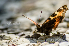 20150803-DSC_2449