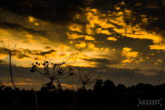 20150814-DSC_0258