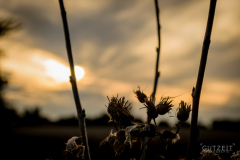 20150815-DSC_0307