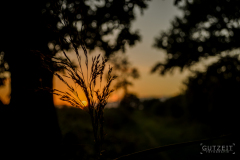 20150827-DSC_0632