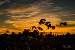 20150901-DSC_0981