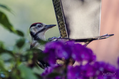 Vögel