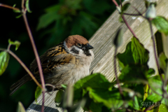 20150528-DSC_2528
