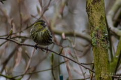 20160306-DSC_5674