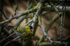 20160307-DSC_5725
