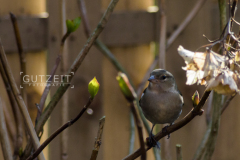 20160312-DSC_6063