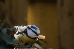 20160402-DSC_6859