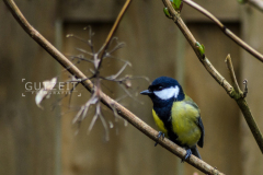 20160409-DSC_6990