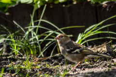 20160411-DSC_7129