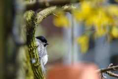 20160417-DSC_7231