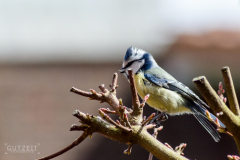 20160417-DSC_7234