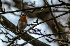 20170402-DSC_6760