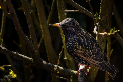 20170404-DSC_6852