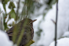 20180228-DSC_5201