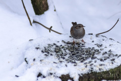 20180302-DSC_5481