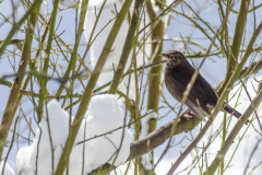 20180302-DSC_5548