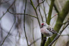 20180328-DSC_6509