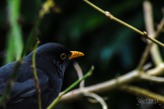 Amsel1