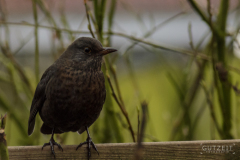 Amsel2
