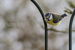 Blaumeise