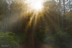 Wald